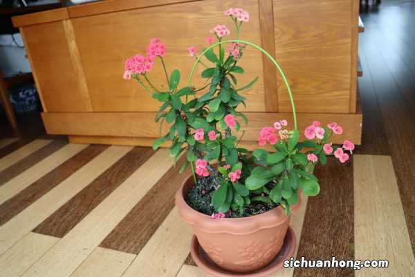 虎刺梅怎么过冬