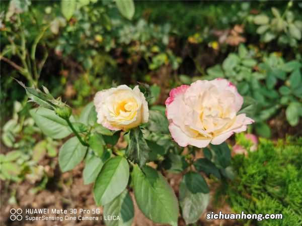 月季种类有哪些