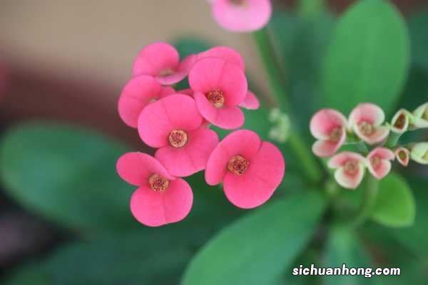 虎刺梅怎么爆盆