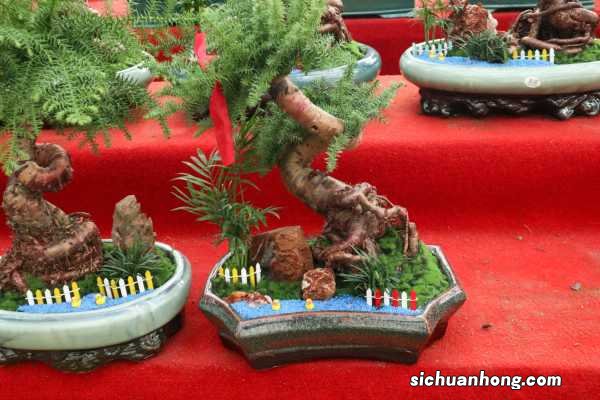 澳洲杉的风水作用