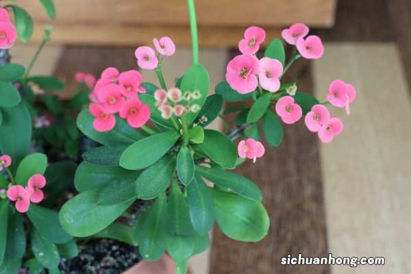 虎刺梅浇水方法