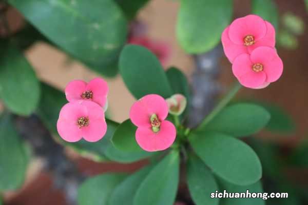 虎刺梅浇水方法