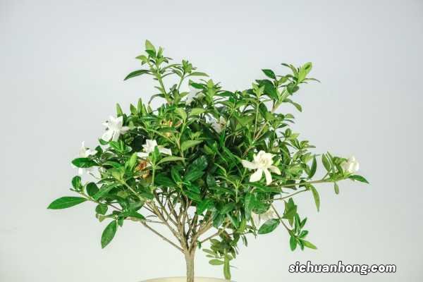 栀子花冬天长了花苞