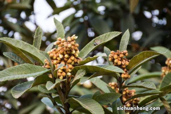 枇杷种子怎么发芽