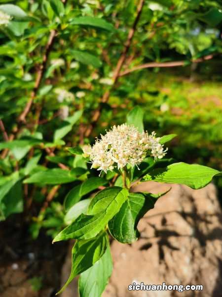 红瑞木春天怎么养