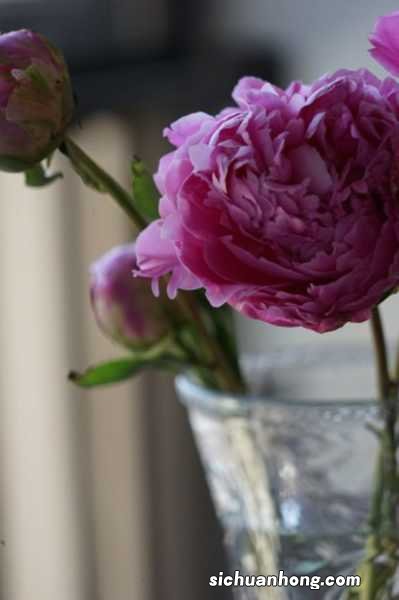 芍药春天能分株吗