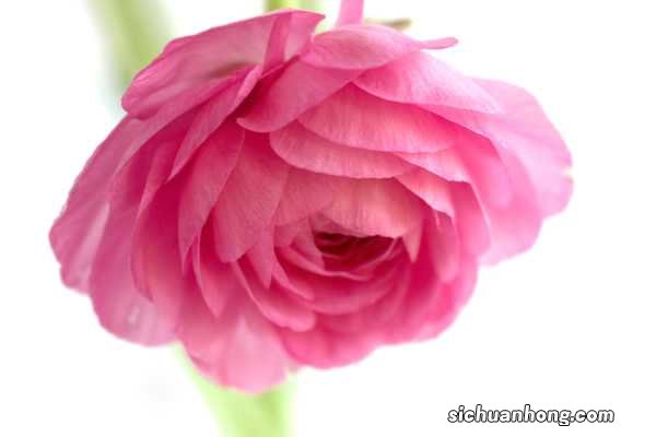 花毛茛春天怎么养