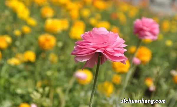 花毛茛春天怎么养