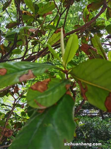 枇杷的功效与作用