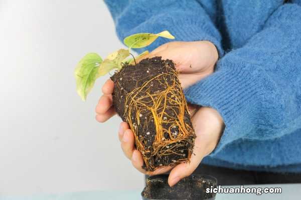 铁线莲修剪时间