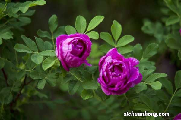 玫瑰花怎么养水里才开花