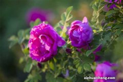 玫瑰花没有根怎么养活