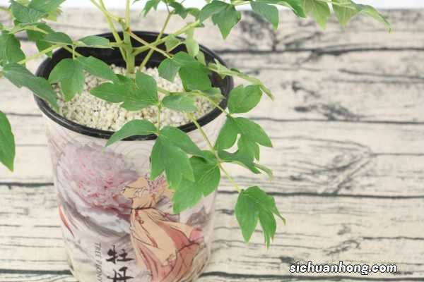 牡丹花刚栽要浇水吗