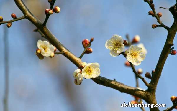 山梅花的养殖方法