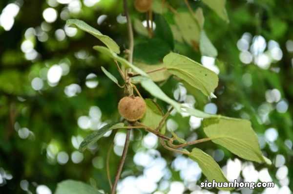 猕猴桃的养殖方法