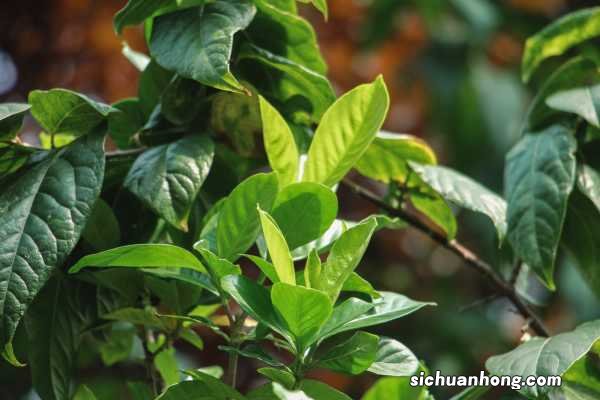 为什么栀子花叶子发黑