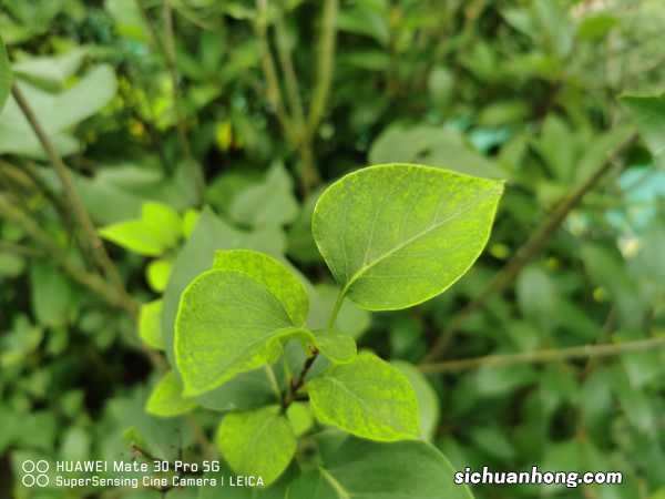 暴马丁香的养殖方法