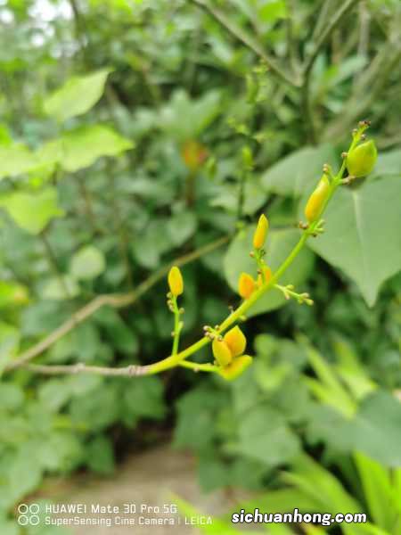 暴马丁香的养殖方法