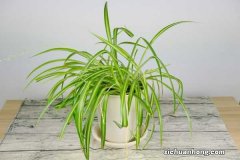 这种“吊兰”，枝头长满“小金鱼”，好养又好活！