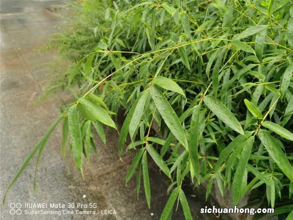 这3种“竹子”最适合在家养,棵棵枝条翠绿,叶子茂密,旺运!