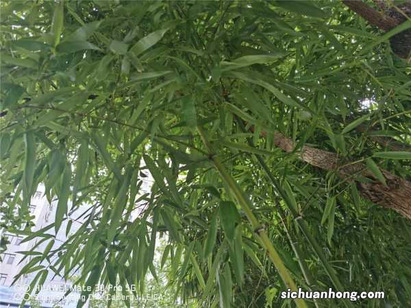 这3种“竹子”最适合在家养,棵棵枝条翠绿,叶子茂密,旺运!