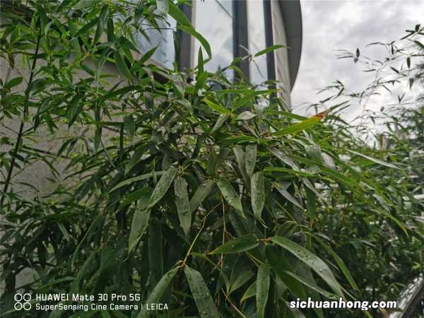 这3种“竹子”最适合在家养,棵棵枝条翠绿,叶子茂密,旺运!