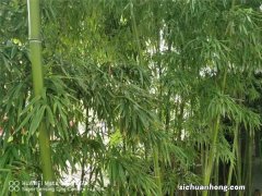 这3种“竹子”最适合在家养，棵棵枝条翠绿，叶子茂密，旺运！