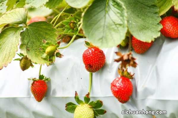 草莓品种有哪些？常见品种草莓图片