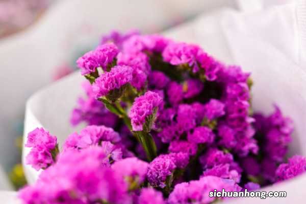 勿忘我的功效和作用