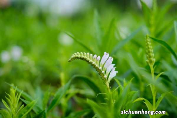 随意草的养殖方法