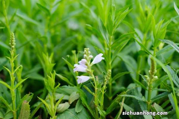 随意草的养殖方法