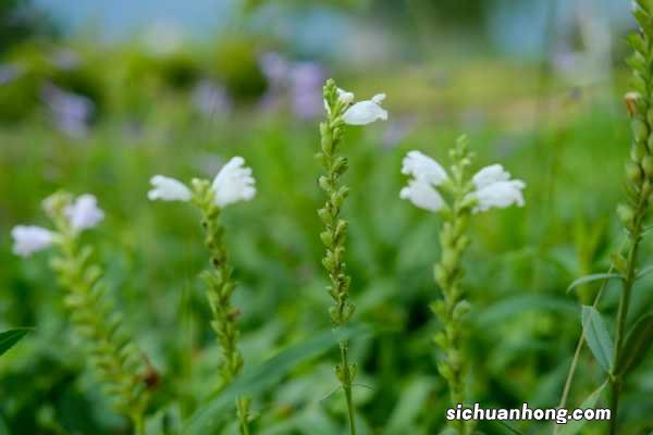 随意草的养殖方法