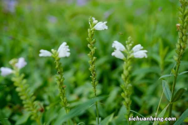 随意草的养殖方法