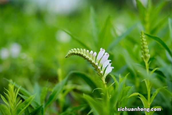 随意草的养殖方法