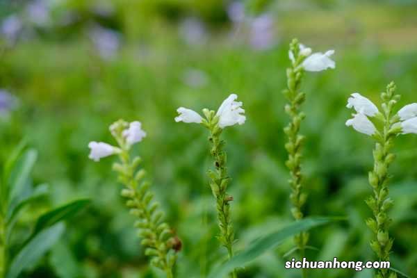 随意草的养殖方法