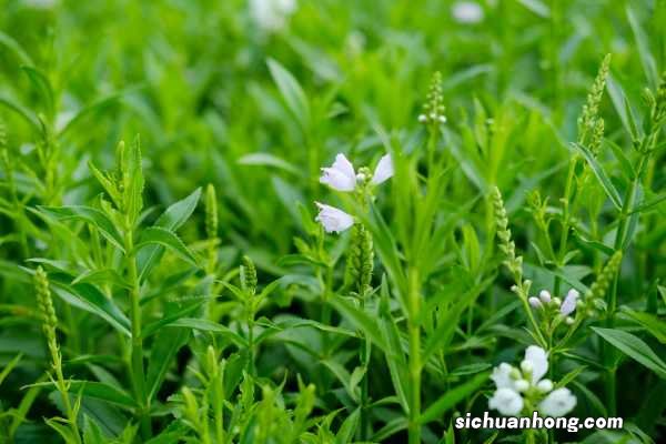 随意草的养殖方法