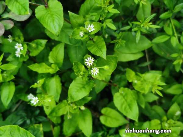 繁缕的功效和作用