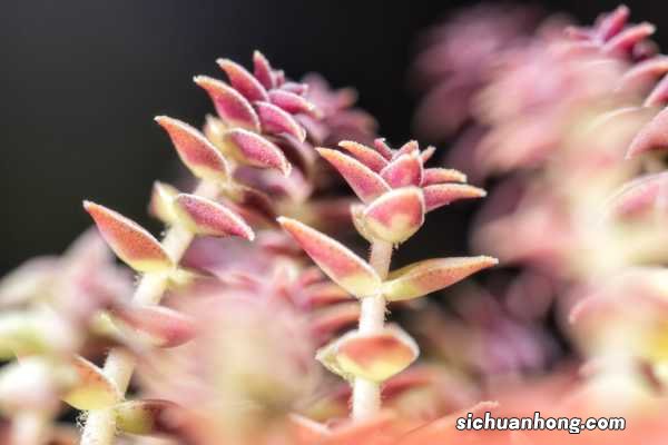 茜之塔的养殖方法和注意事项大全