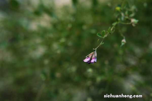 胡枝子怎么养长的好