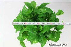 房间采光差，就养这10种耐阴花，比绿萝都好养！