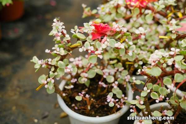 雅乐之舞是多肉植物吗,花语是什么