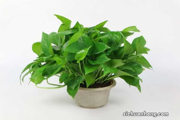 绿萝插一根能长一盆吗