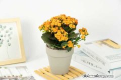 落地生根嫁接长寿花的方法