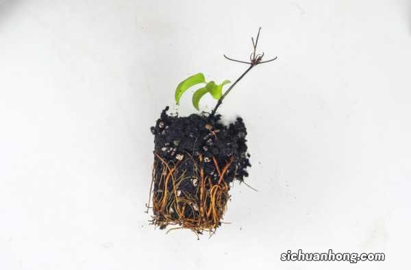 铁线莲分类与修剪