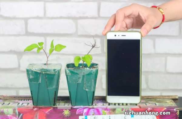 铁线莲二类修剪