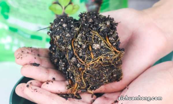 扦插铁线莲如何移栽