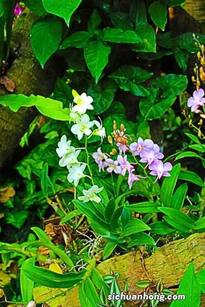 家中如何扦插石斛条