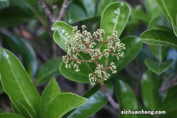 石楠花的功效和作用