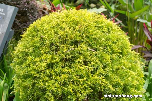 地肤种子怎么种