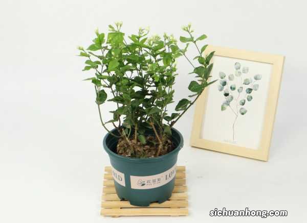 网购的茉莉小苗怎么养